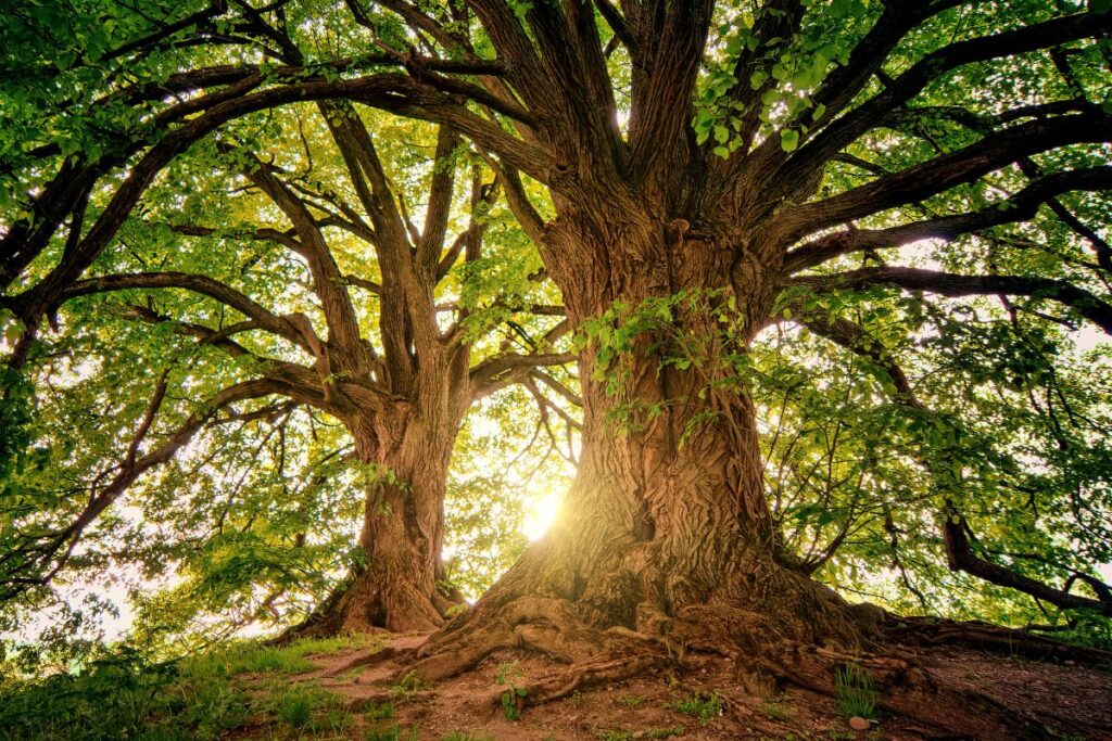 Ein kräftiger Baum mit tiefen Wurzeln, als Symbol für die nachhaltigen, langfristigen Veränderungen, die durch die Yager Methode unterstützt werden